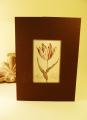Balthasar van der Ast. Tulip, 1620s